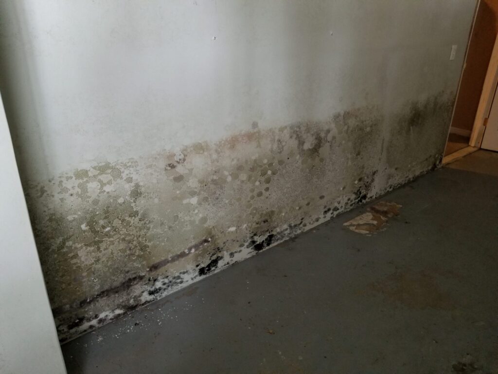 Mold in a basement