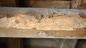termite damaged crawl space