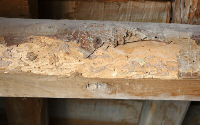 How Crawl Space Encapsulation Helps Prevent Rodents and Pests