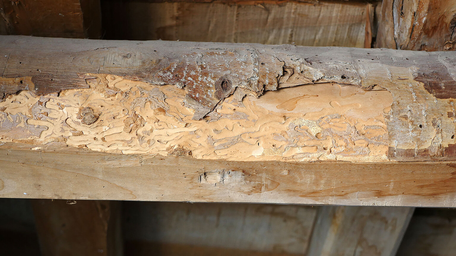 termite damaged crawl space